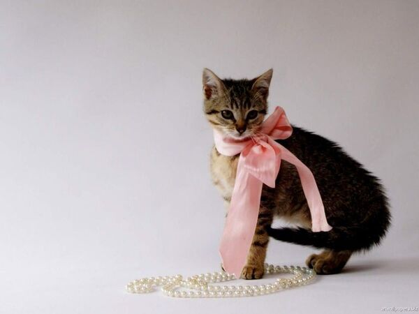 ¿Cómo saber si mi gata está en celo? - Mascotas - ABC Color
