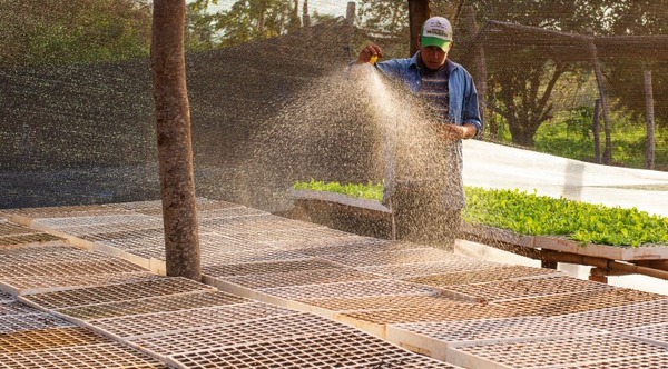 Presentan producción de tomates con enfoque de agricultura climáticamente inteligente