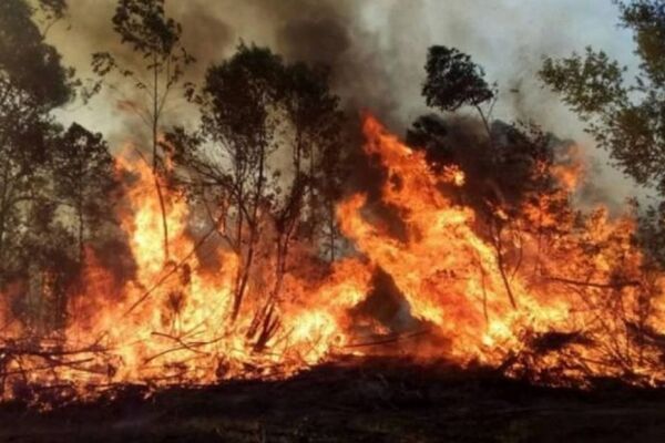 Incendios arrasan la provincia de Corrientes | 1000 Noticias
