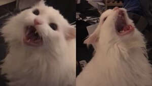Falleció "Thurston Waffles", el gatito más viral de las redes sociales - trece
