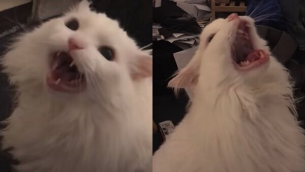 Falleció "Thurston Waffles", el gatito más viral de las redes sociales - trece