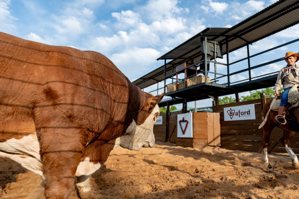 Los toros Braford se vendieron a más de Gs. 26,6 millones de promedio