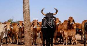 La Nación / Frigoríficos 100% nacionales podrían mejorar situación del sector productivo, indican