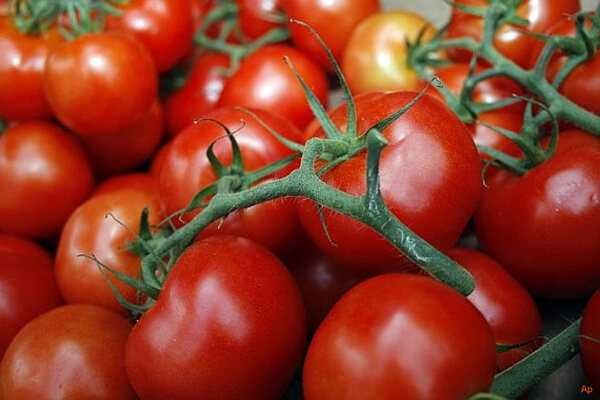 Producción de tomates: destacan agricultura climáticamente inteligente - trece