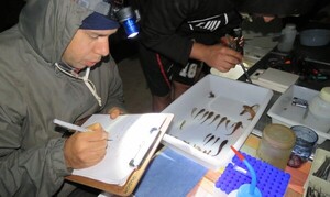 Investigadores de la Fundación Moisés Bertoni registran nuevas especies de peces para el Paraguay