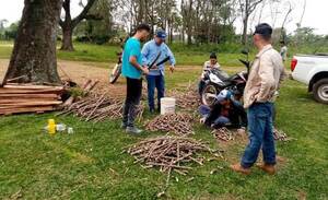 Instalan parcelas semilleras de mandioca con buenas prácticas agrícolas en Carayaó