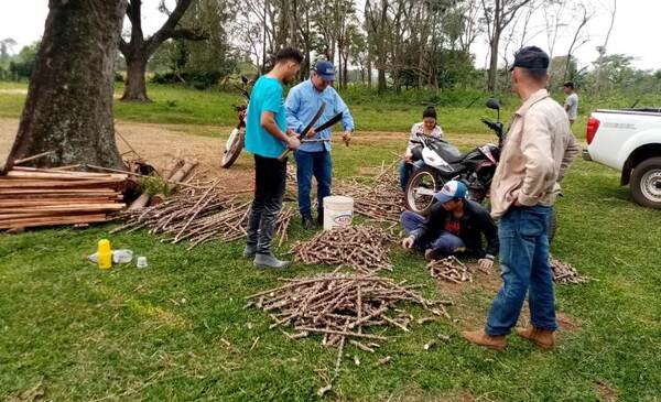 Instalan parcelas semilleras de mandioca con buenas prácticas agrícolas en Carayaó