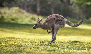 Un canguro mata a un hombre en Australia por primera vez en 86 años - Mundo - ABC Color