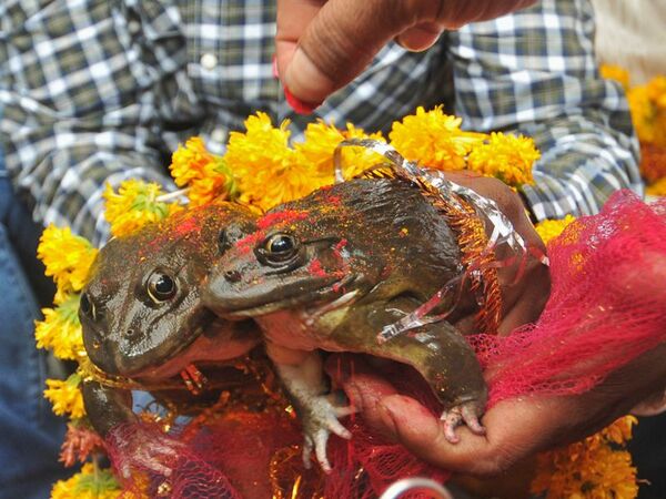 Casan a dos ranas en India esperando que llueva