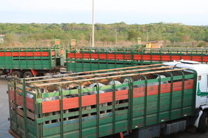 Incertidumbre golpea el precio del ganado gordo en Paraguay