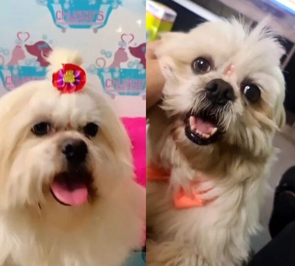 Peluchina - Encontrá a tu mascota - ABC Color