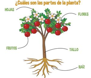 Plantas - Escolar - ABC Color