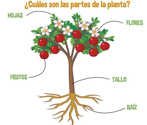Plantas - Escolar - ABC Color