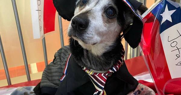 La Nación / Celebran el alta de un perro que estuvo internado en cuidados intensivos por 22 días en Chile