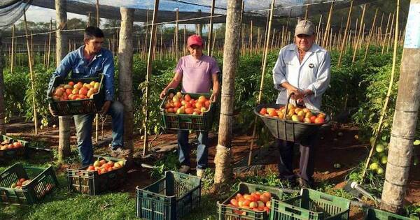 La Nación / Productores de tomate levantan marcha