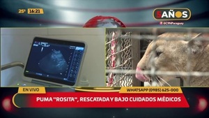 Puma "Rosita", rescatada y bajo cuidados médicos - C9N
