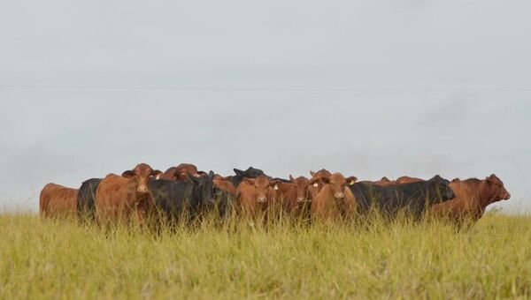 Cada vez más fuerte: Brangus manda en el campo y encabeza remates a nivel país