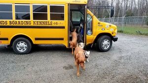 Estos perros van a la guardería en bus escolar