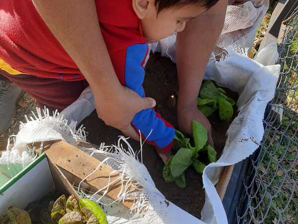 Fomentan a niños acerca del cultivo de hortalizas en una pequeña huerta.