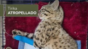Tirika atropellado, "medianamente bien", pero sigue en estado grave