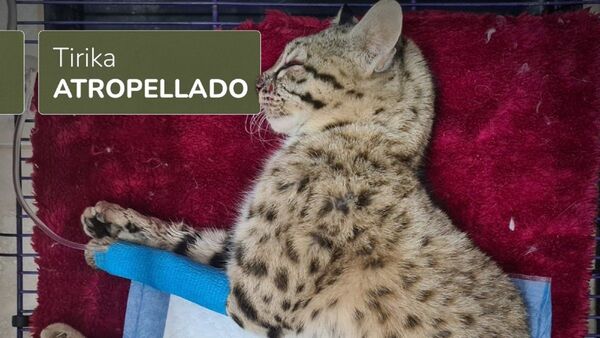 Tirika atropellado, "medianamente bien", pero sigue en estado grave