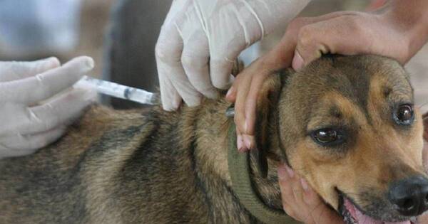 La Nación / Preparan jornada de vacunación a mascotas para prevenir la rabia