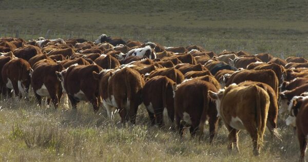 Precio del Novillo Mercosur sigue en baja: cotiza US$ 3,76 a la carne
