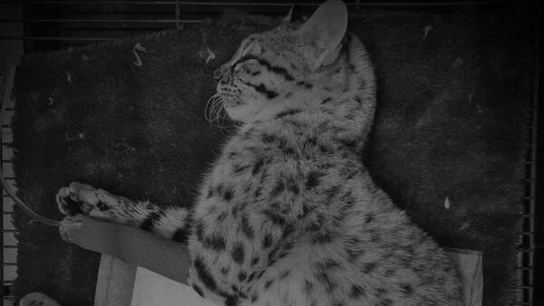 Fallece tirika atropellado en el Chaco