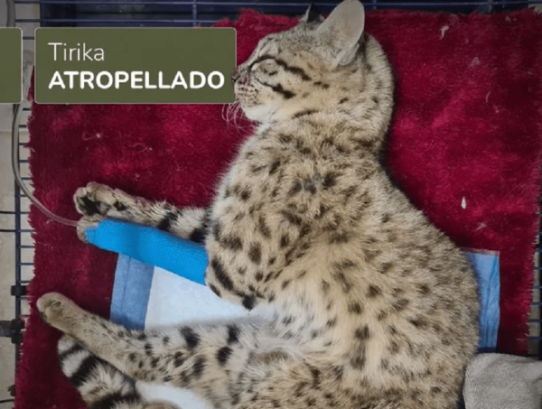 Tirika atropellado en el Chaco falleció este jueves · Radio Monumental 1080 AM