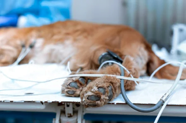 Ataron a un perrito y le dispararon con un rifle - Noticiero Paraguay