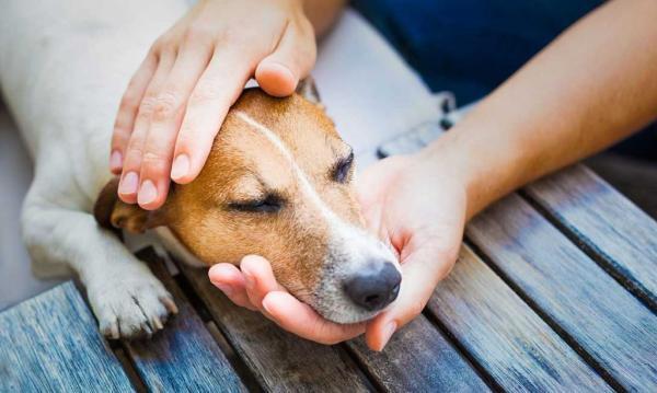 Ataron a perro por la reja de una ventana y le dispararon con rifle