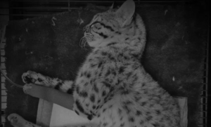 Fallece tirika atropellado en el Chaco - Noticiero Paraguay
