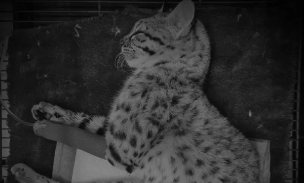 Fallece tirika atropellado en el Chaco - Noticiero Paraguay
