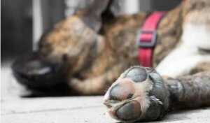 Familia denuncia que encontraron a su perro atado y herido con rifle