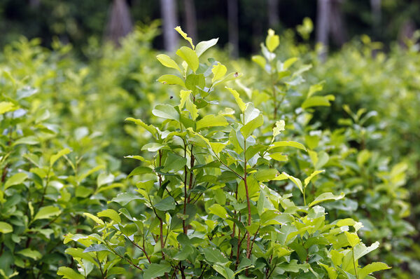 Los cultivos de hoja de coca en Perú se incrementaron más del 30 % en 2021 - MarketData