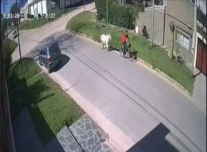 Crónica / Se robó un caballito andando en bicicleta: la historia tuvo un final feliz