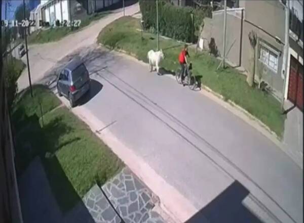 Crónica / Se robó un caballito andando en bicicleta: la historia tuvo un final feliz