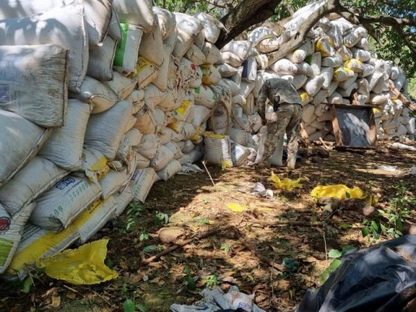 SENAD desmanteló red campamentos con casi 42 toneladas de marihuana en Amambay