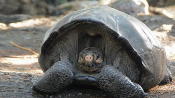 Se buscan parientes de Fernanda, la tortuga que se creía extinta