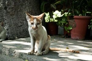Anorexia en gatos se da por su alta sensibilidad a los cambios - Mascotas - ABC Color