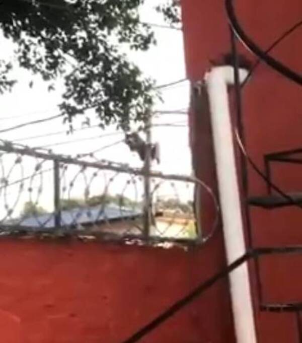 Crónica / [VIDEO] En plena luz del día roban cables