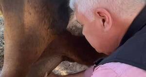 La Nación / Wiens se muestra con una vaca y desata enojo en redes: “Siempre ordeñando, así como al Estado”