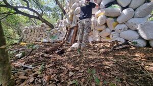 Senad desmantela campamentos de marihuana en Amambay