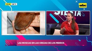 Las moscas en las orejas de los perros - Ensiestados - ABC Color