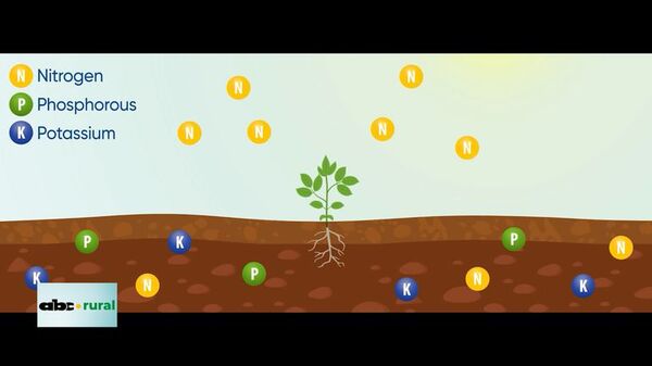 ¿ Que son los bioestimulantes? - ABC Rural - ABC Color