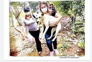Condenan a un hombre por abusar sexualmente de su mascota en Caaguazú
