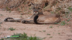Al Natural: Conservación de felinos - SNT