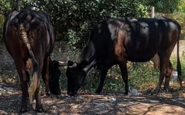 J. A. Saldívar: recuperan dos vacas lecheras que intentaron ser robadas - Policiales - ABC Color