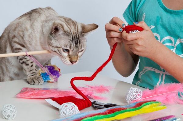 Ideas para armar juguetes caseros para los gatos - Mascotas - ABC Color