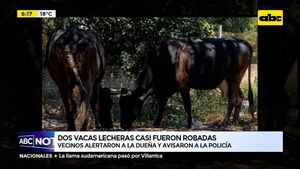 Dos vacas lecheras casi fueron robadas - ABC Noticias - ABC Color